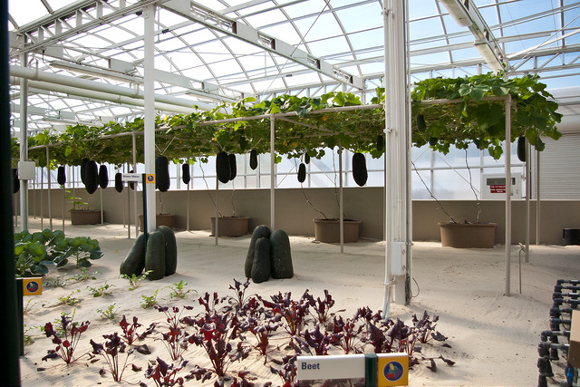 Hydroponic plants in top